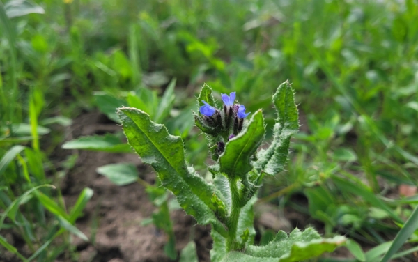 Phaclia auf der Blumenwiese