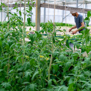 Tomatenpflanzen