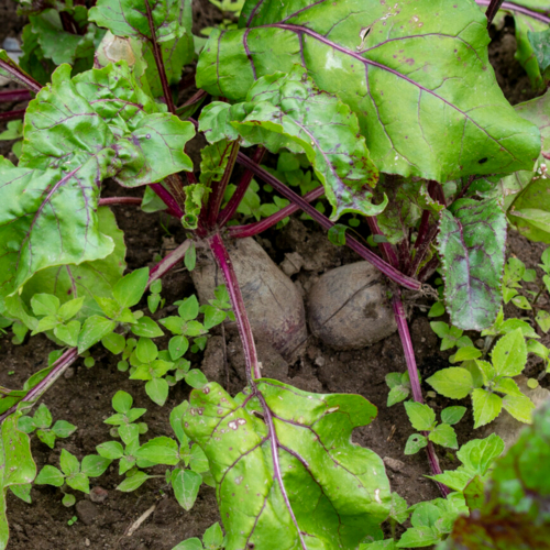 Rote Bete auf dem Feld