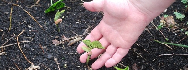 Hand Pflanze