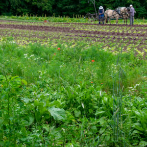 Feld