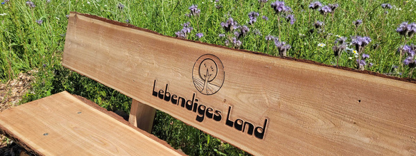 Bank auf Blumenwiese