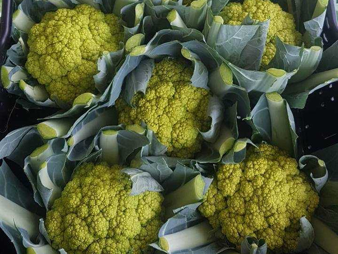 Grüner Blumenkohl