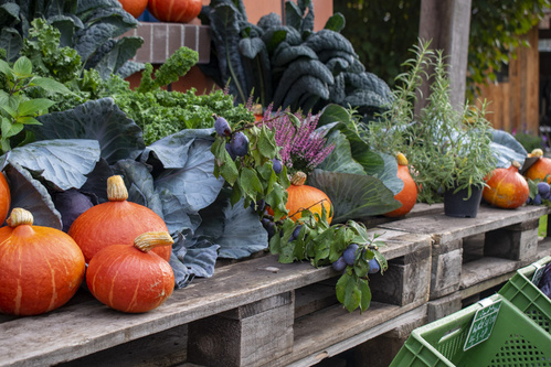 Bodenbearbeitung mit Pferd