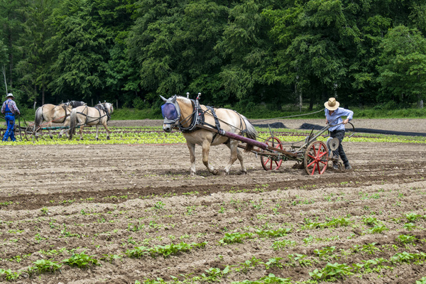 KI generiert: Pferde pflügen ein Feld, geführt von Bauern mit Strohhüten.