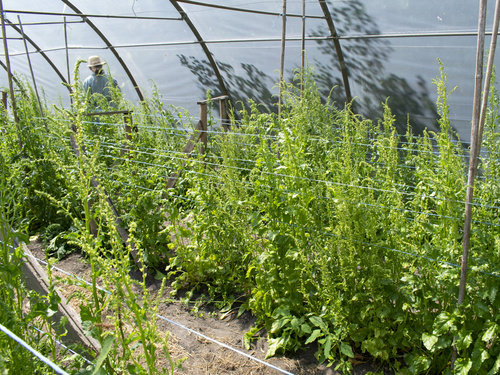 gelbe Bete blüht im Folientunnel