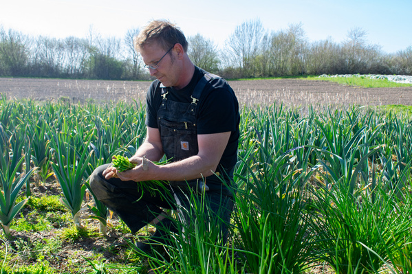 KI generiert: Ein Mann erntet frisches Gemüse auf einem Feld.