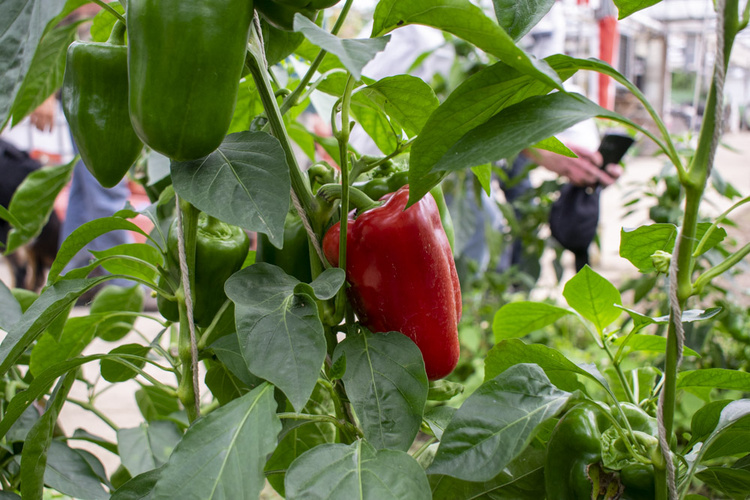 Paprika rot