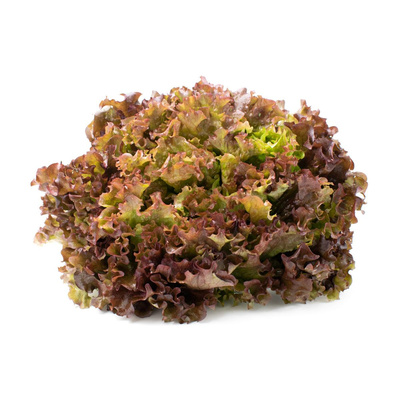 Produktfoto zu roter Batavia Salat