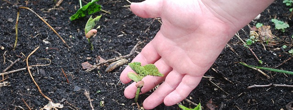 Hand Pflanze