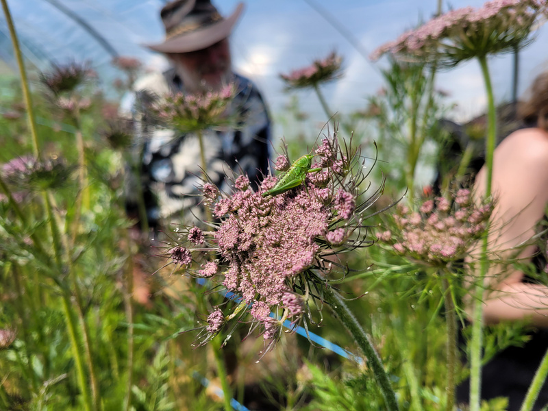 KI generiert: Nahaufnahme einer Blume mit einer grünen Heuschrecke, verschwommene Personen im Hintergrund.