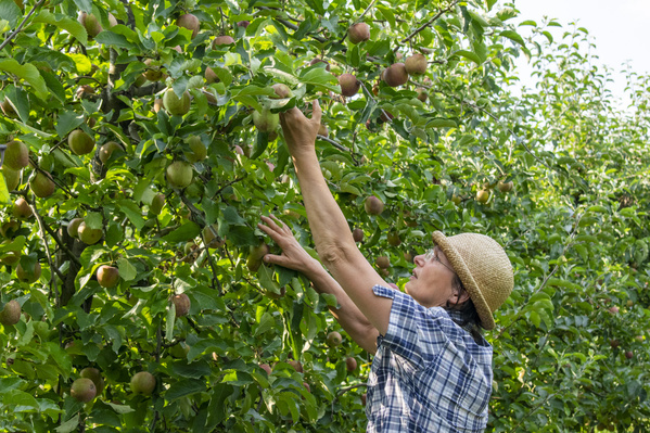 KI generiert: Eine Person erntet Äpfel von einem Baum in einem Obstgarten.