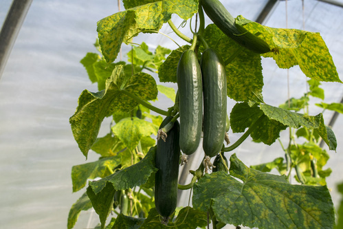 Bodenbearbeitung mit Pferden