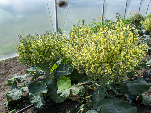 Brokkoli in voller Blüte