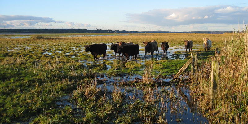 KI-generierte Beschreibung: Weidende Rinder in einer sumpfigen Wiese.