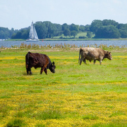 Produktfoto zu Galloway-Produkte von Bunde Wischen  »