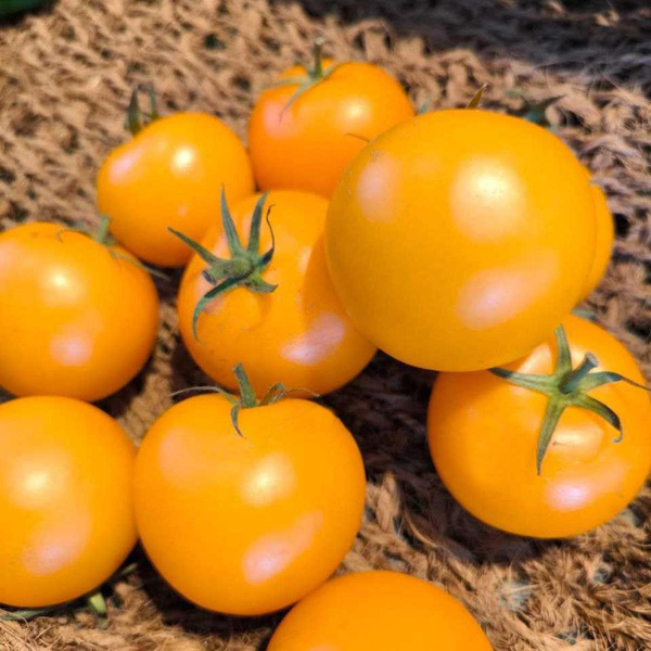 Produktfoto zu gelbe Tomaten