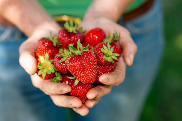 KI generiert: Hände halten frische, rote Erdbeeren.