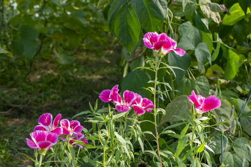 Bodenbearbeitung mit Pferd