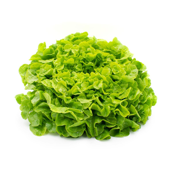 Produktfoto zu roter Eichblatt Salat