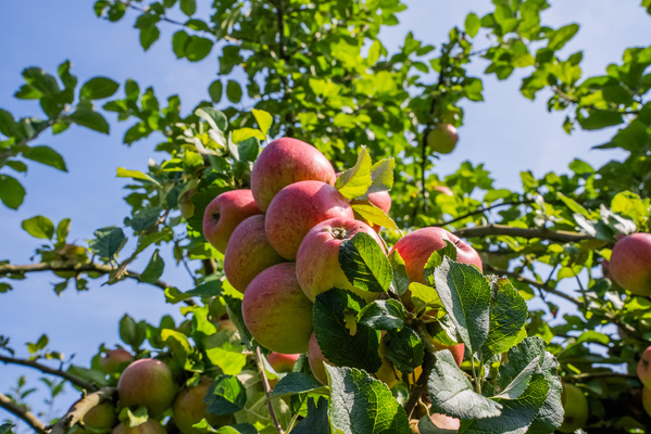 KI generiert: Hauptinhalt des Bildes: Reife Äpfel an einem Baum.