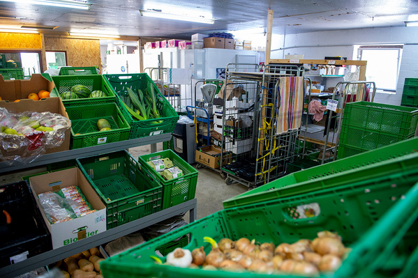 Frisches Gemüse und Obst, wie Chicorée und Grapefruit