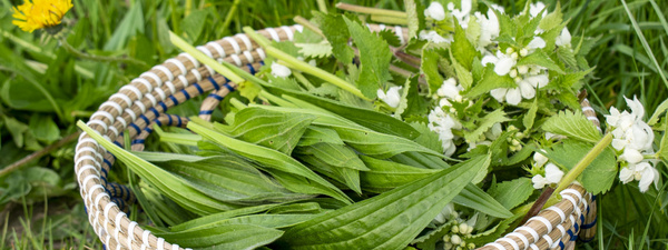 Korb mit Wildpflanzen
