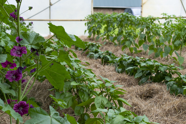 KI generiert: Grünes Gewächshaus, Pflanzen auf Heuboden, mit lila Blüten.