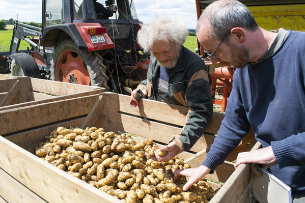 Knollensellerie auf dem Feld