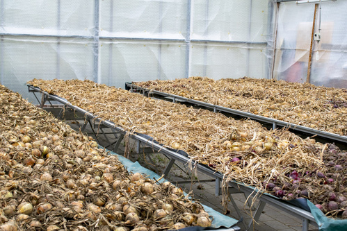 Bodenbearbeitung mit Pferd