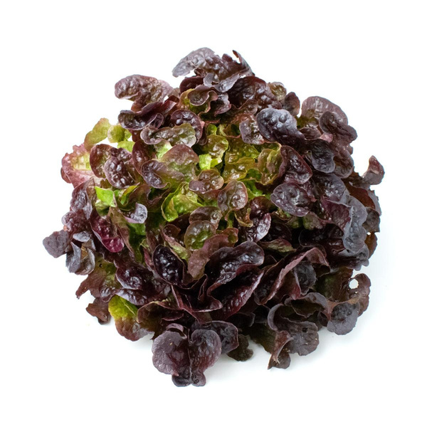 Produktfoto zu Eichblatt Salat - rot