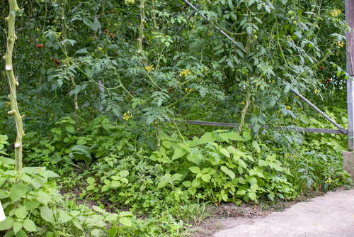 Bodenbearbeitung mit Pferd