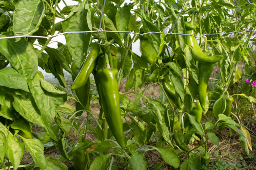 Bodenbearbeitung mit Pferd