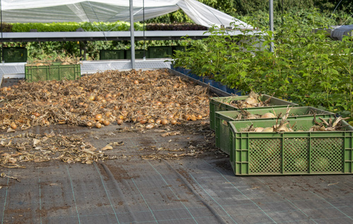 Rote Bete auf dem Feld