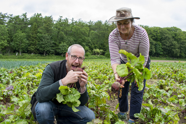 KI generiert: Zwei Personen auf einem Feld ernten Rote Bete.