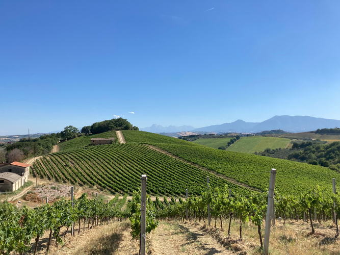 Weinberg Italien