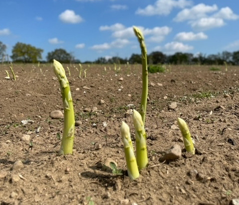 KI generiert: Spargelstangen wachsen aus der Erde auf einem Feld unter blauem Himmel.