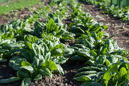 Bodenbearbeitung mit Pferd