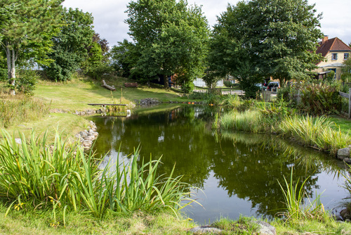 Rote Bete auf dem Feld