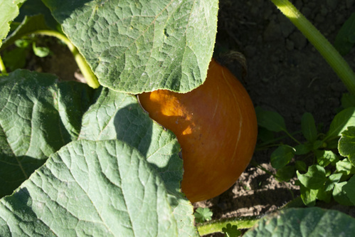 Bodenbearbeitung mit Pferden