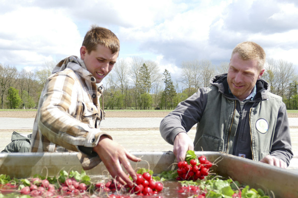KI generiert: Zwei Männer waschen Radieschen in einem großen Behälter im Freien.