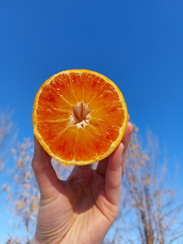 KI generiert: Eine Hand hält eine halbe Orange vor blauem Himmel.