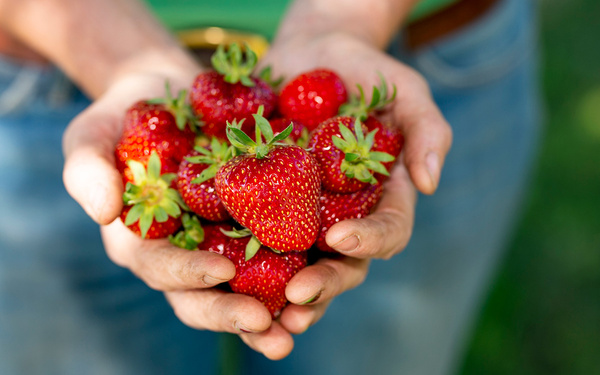 KI generiert: Hände halten frische, leuchtend rote Erdbeeren.