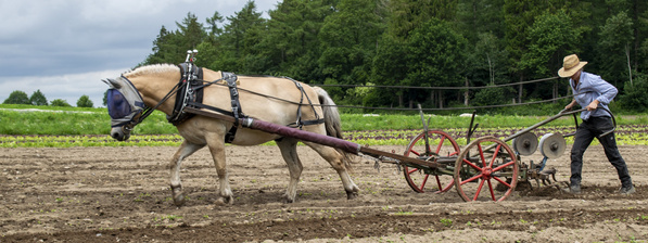 Bodenbearbeitung mit Pferd