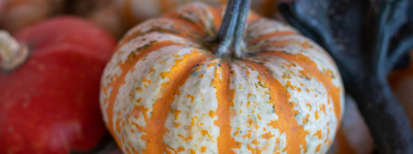 Kürbis Sweet Lightning