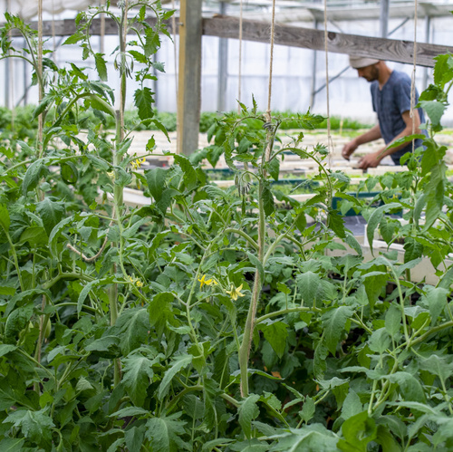 Tomatenpflanzen
