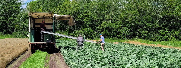 Frau auf einem Gemüsefeld