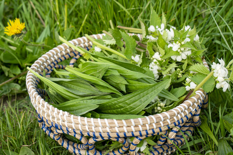 Wildkräuter im Körbchen