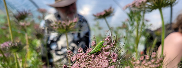 Heinz-Peter im Möhrenblütenmeer