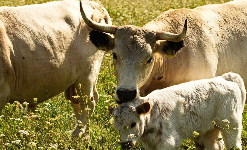 KI-generierte Beschreibung: Zwei Kühe auf einer Wiese.